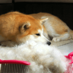 Grande quantidade de pelos de cachorro acumulados após escovação com escova rosa e cão da raça Shiba Inu ao fundo.
