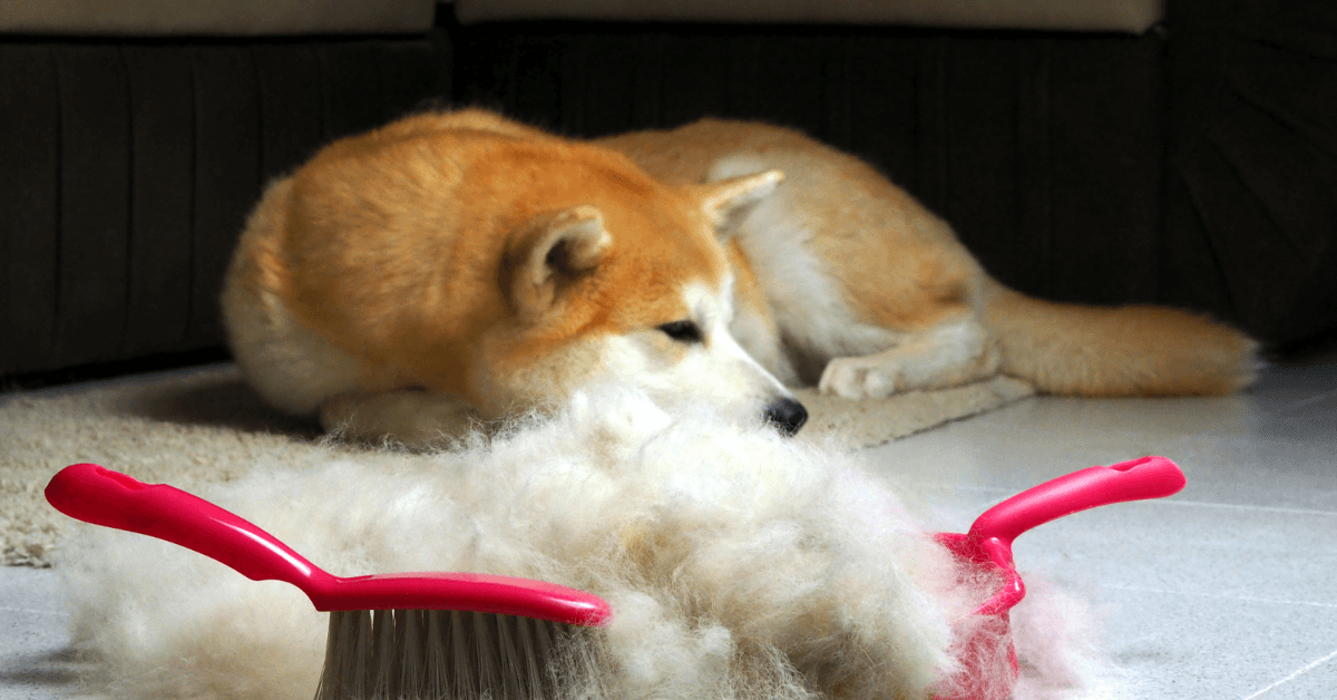 Grande quantidade de pelos de cachorro acumulados após escovação com escova rosa e cão da raça Shiba Inu ao fundo.