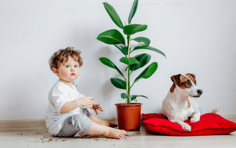 Criança pequena e cachorro Jack Russell sentados no chão ao lado de um vaso de planta de interior, alertando sobre os riscos de toxicidade.
